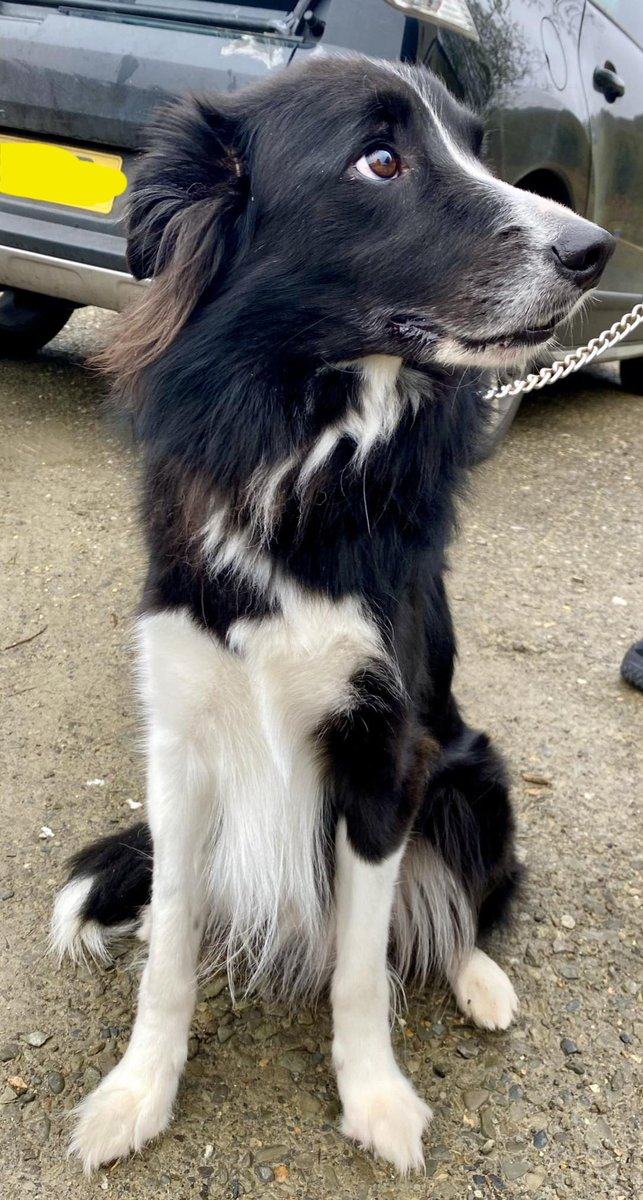 🐾🐾NEW ARRIVAL🐾🐾 Ohhhhh RALPH is so sweet, he even shook hands to welcome himself to CollieHQ 😍 He's 4 years old and has the most lovely fluffy chest hair. Yes Ralph you will definitely break some hearts 💕