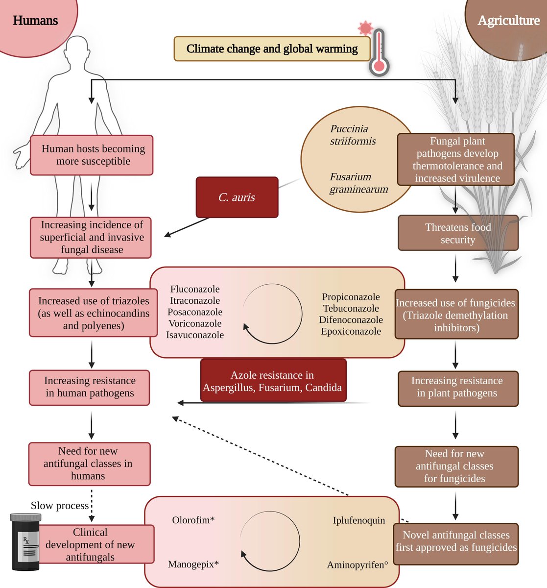 Novel antifungals and treatment approaches to tackle resistance and improve outcomes of invasive fungal disease | Clinical Microbiology Reviews journals.asm.org/doi/10.1128/cm…