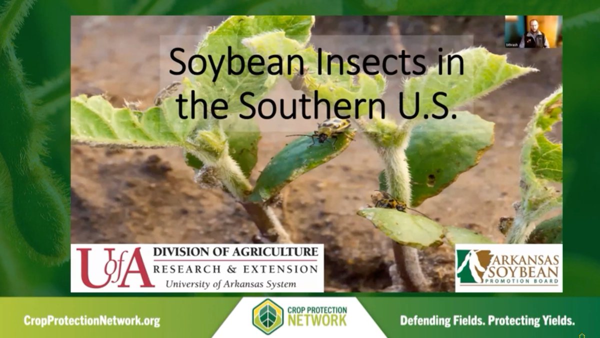 Learn to scout common soybean insect pests in the Southern U.S. from Ben Trash at @AR_Extension Watch here: youtube.com/watch?v=jV09mI… @ARCrops @southernipm @UnitedSoy @SoyResearchInfo @SoybeanScience1 #AgTwitter #Soybean #Soy #entomology