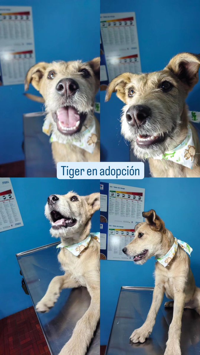 Amigos de Toluca/Metepec estos 2 cachorros buscan hogar. Tienen 5 meses, con todo su protocolo de salud. Información de contacto vía DM. #adoptanocompres