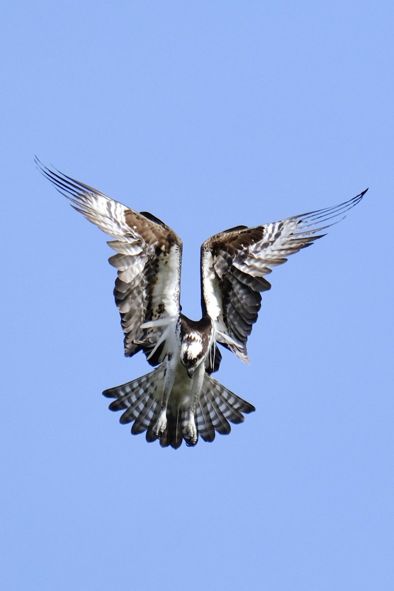 @BirdQueens osprey in Flushing Meadows Corona Park