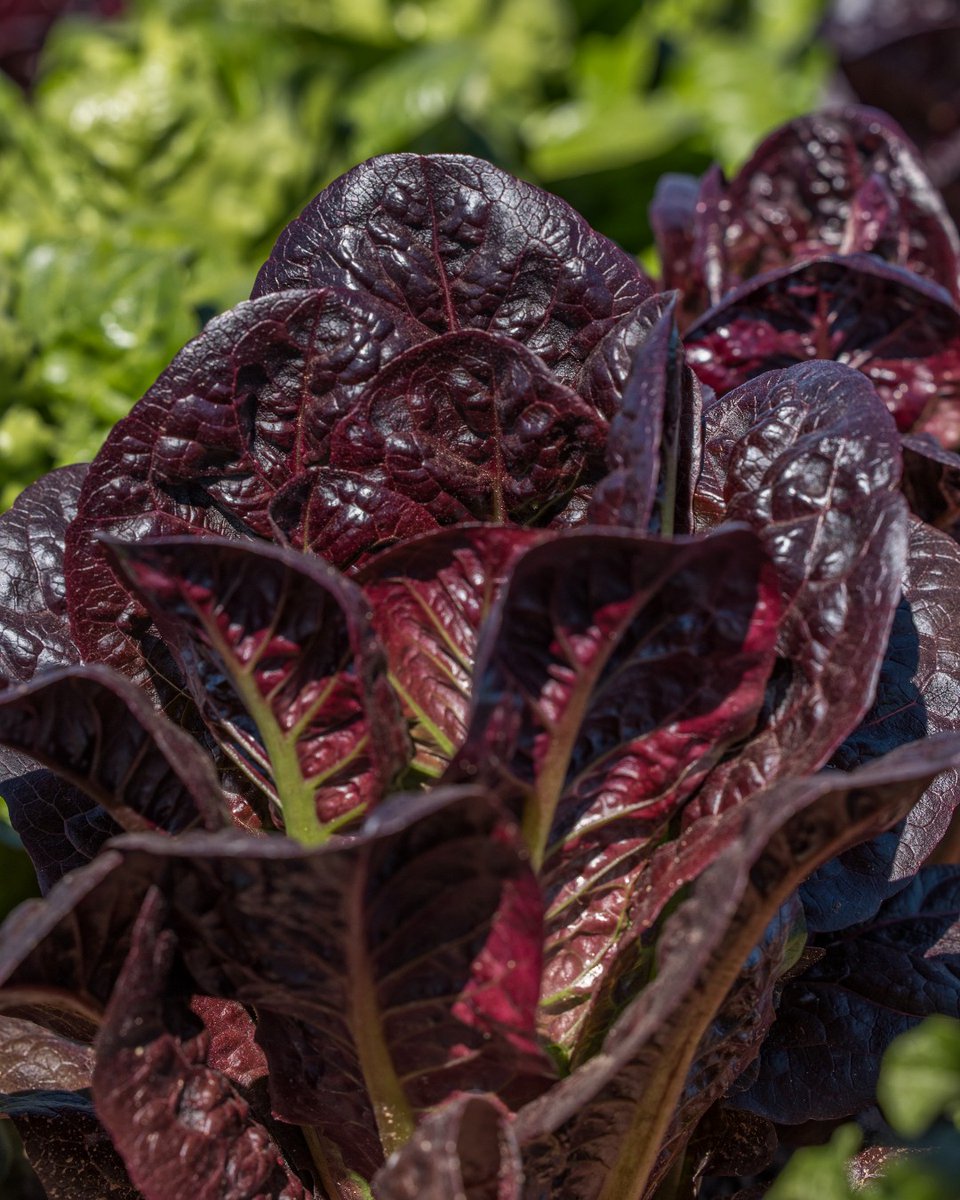 This Red Gem in a field of our Artisan Lettuce is getting ready for harvest and soaking up as much sunshine as it can get after the recent rain storms 🥗☀️ Can you name all of the petite lettuce varieties found in our Artisan Lettuce? 👇 #taproduce #freshproduce #farming