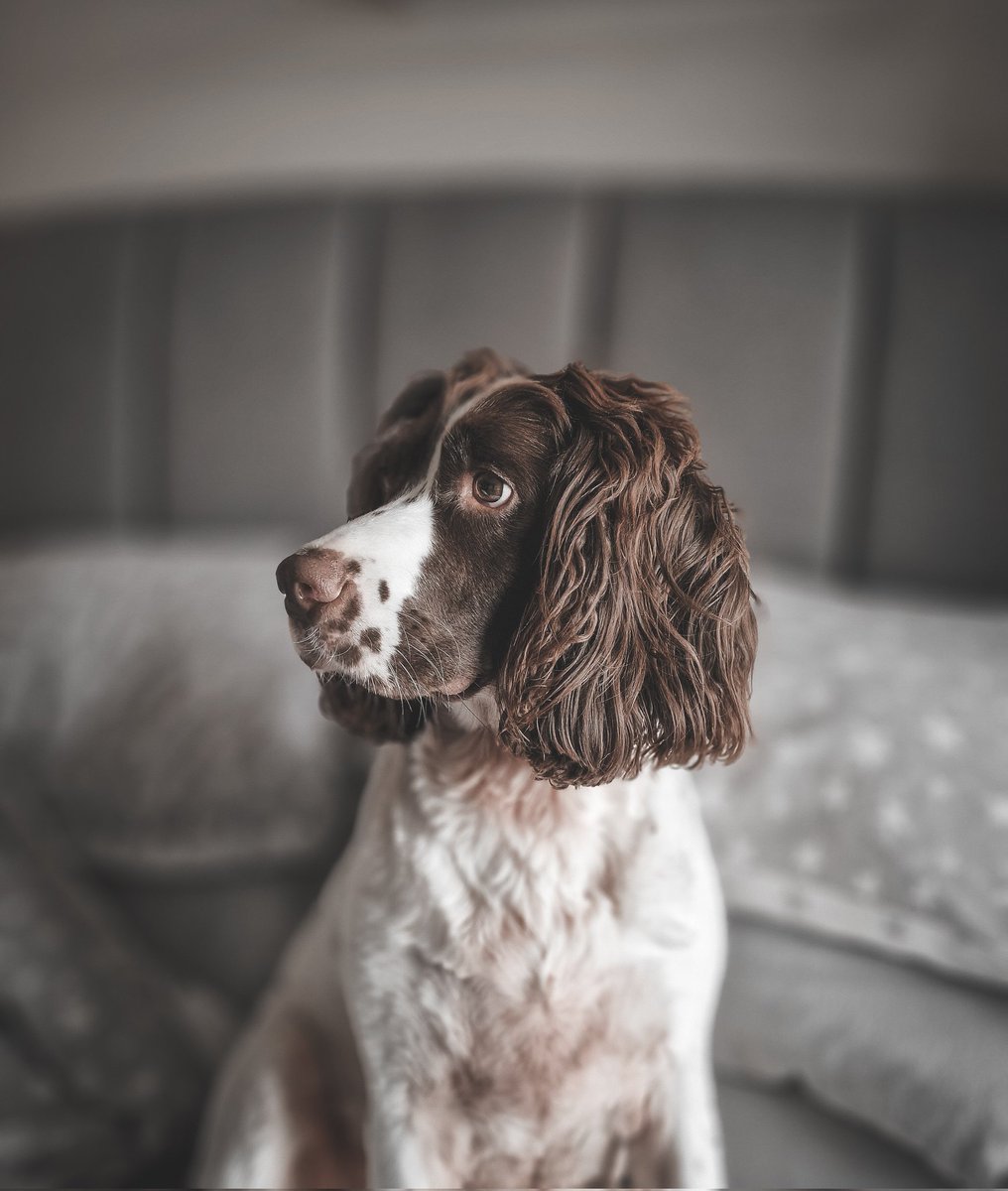 #NationalPetDay #Woody #SpringerSpaniel born in Strabane so technically he is a rare breed a 'Strabaniel'