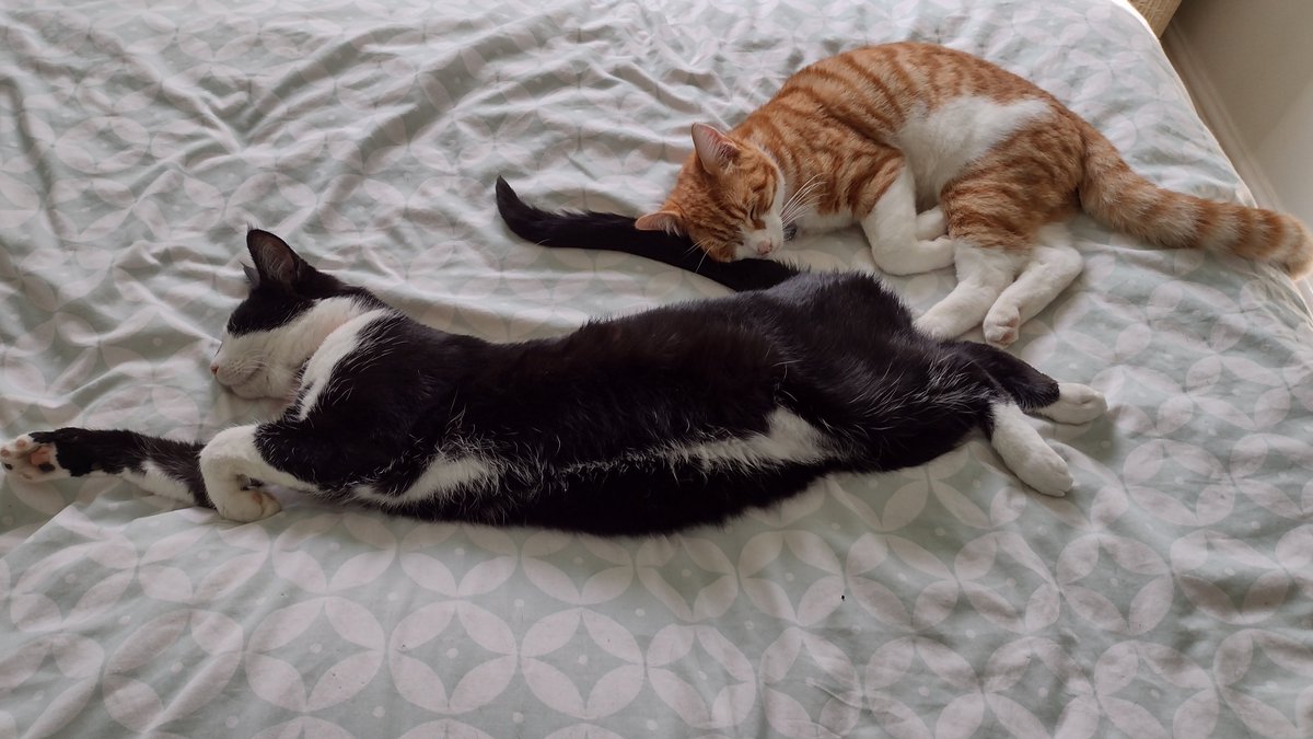 SAMoorehouse's tweet photo. My gorgeous boys #NationalPetDay2024 https://t.co/CNijqaDAvt