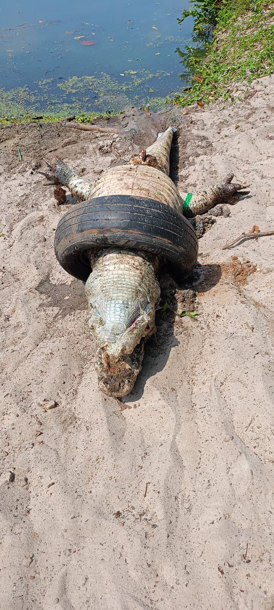 Jacaré encontrado morto na Lagoinha das Taxas, no Recreio (RJ). Causa mortis: pneu velho descartado no lugar errado.