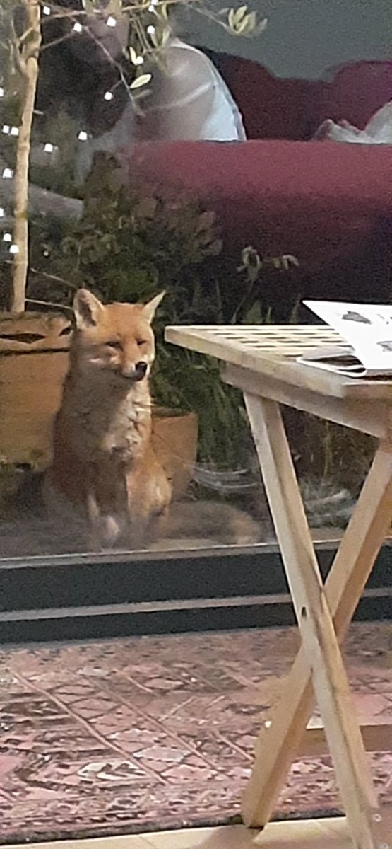 Don't know about @ChrisGPackham's #FoxOfTheDay but this is my beautiful #FoxOfTheNight He's recovered from a v sore paw & is now back to being in peak condition. His vixen has cubs nearby. Looking forward to them visiting us too 😍🦊 @urbanfoxwatch @foxguardiansuk @MeganMcCubbin