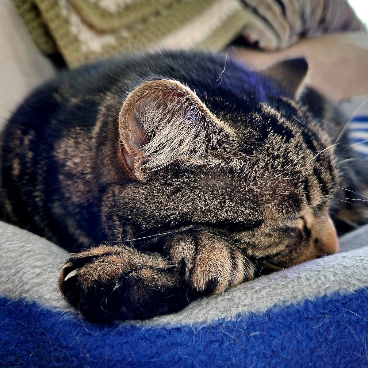 At the end of a gloripuss day in #Derbados, it's time furr paws, claws & snores. Nighty nights furrpals ❤️🐾😽💤 #Betty #fluffyfursday #CatsOfTwitter