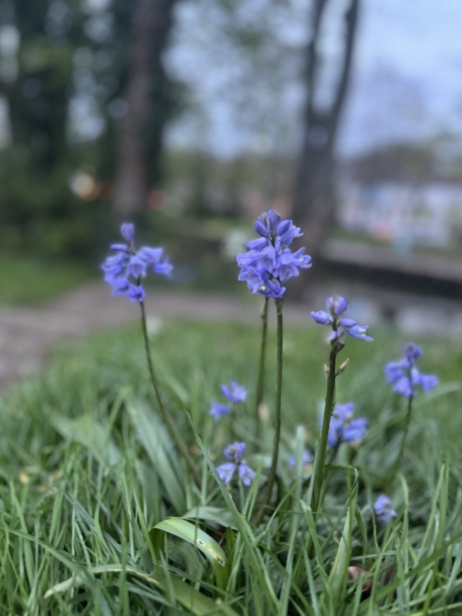 Bluebells along the River Wensum tonight. #Norwich