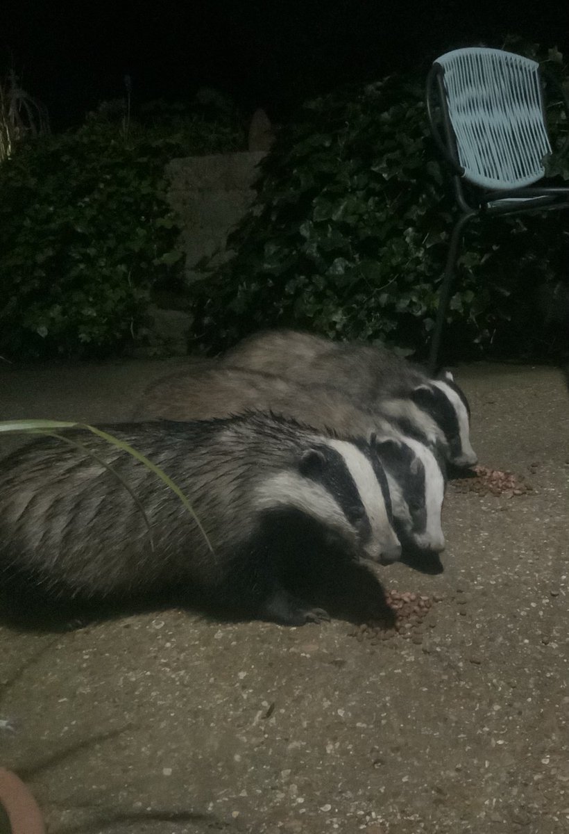 Sharing but just make sure there are separate piles or there’ll be trouble.

#StopTheCull  #StrengthenTheBan  #GTTO  #SaveOurWildlife