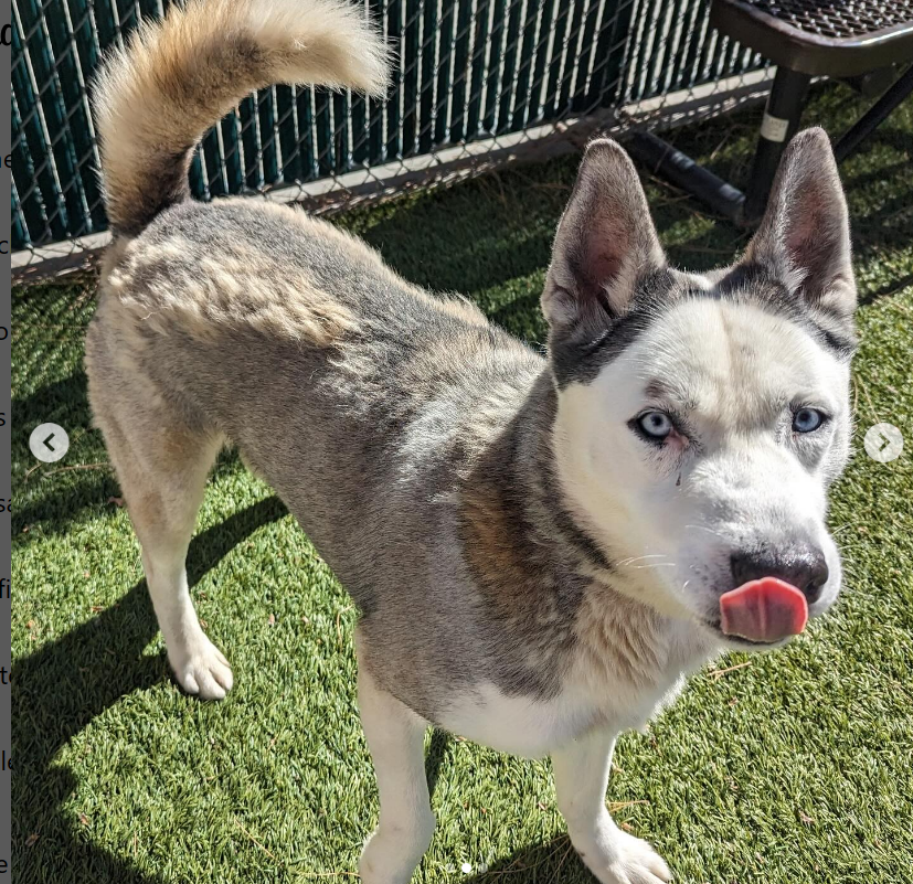 🆘🚨🆘Our friendly 5 yo #husky OCHO is still available at Downey #California ACC, but he's way past his final plea😱Needs a home where he can be the only dog NOW. #ADOPT or #FOSTER 4 rescue🙏 info⬇️ #A5608104