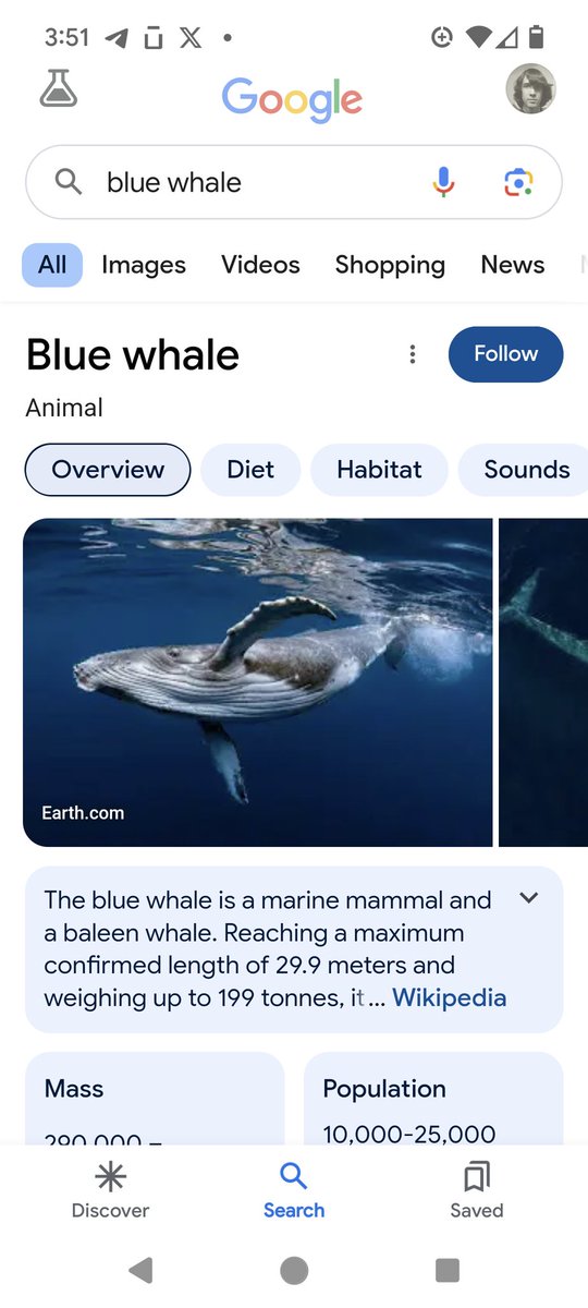 Google, how do you mistake a humpback whale for a blue whale?