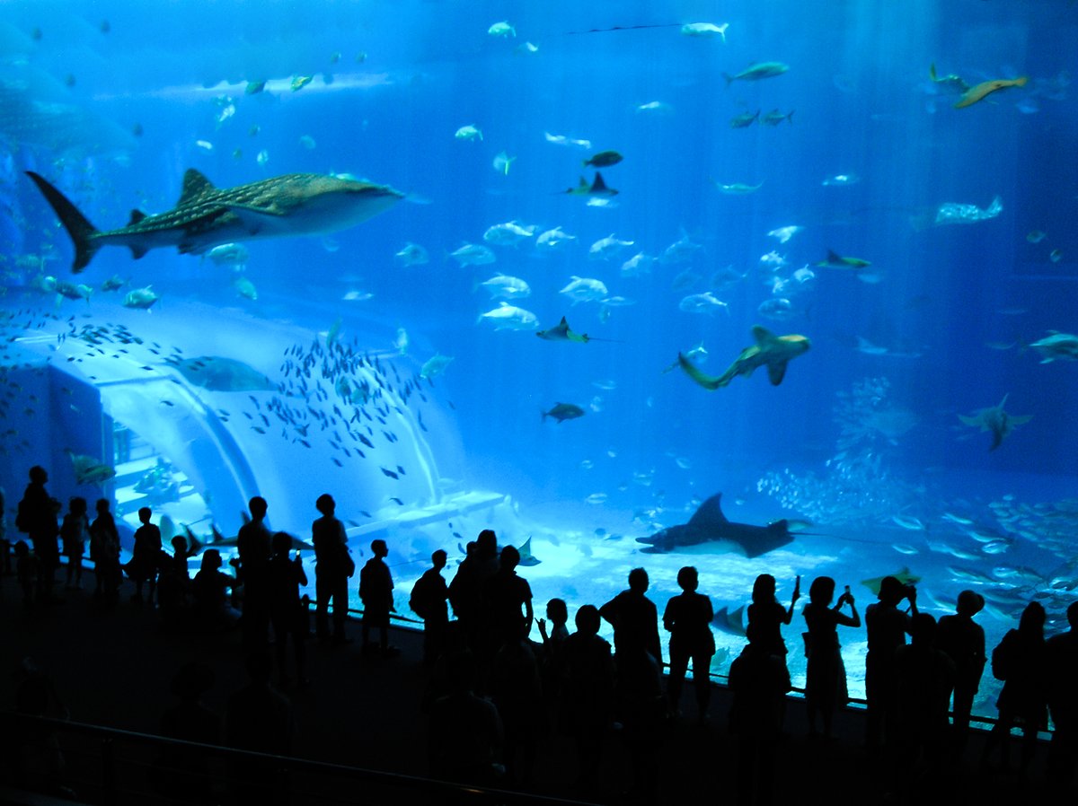 OKINAWA 2009 - Okinawa Churaumi Aquarium 04
🌺🌺🌺
#journey #travel #japan #okinawa #memories #year2009 #goodolddays #naha #Churaumi #Aquarium #WhaleShark #Guinness #WorldRecords #沖縄 #美ら海水族館 #美ら海 #ジンベイザメ #ウミガメ