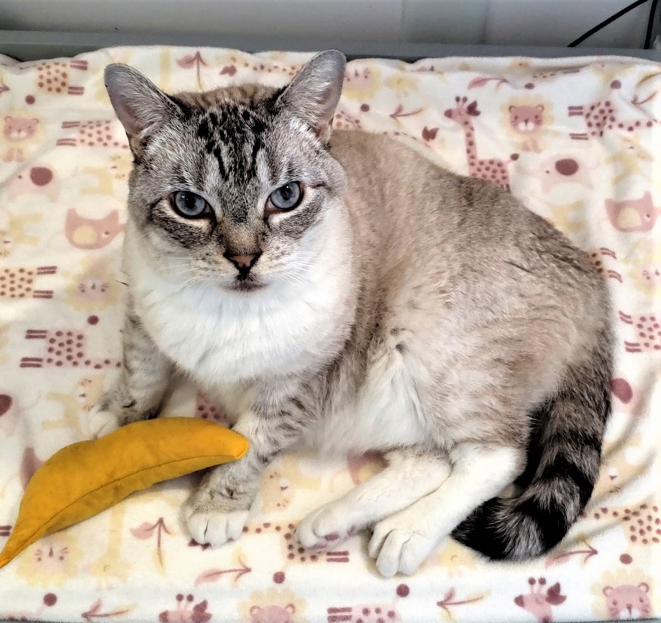 👉🏽SUPER SENIOR ALERT🙏🏽PLZ SHARE
🦋PRETTY 16YO #SENIOR #SIAMESE #TABBY MIX KITTY PHOEBE🦋
🔔NEEDS A QUIET, PATIENT #FUREVERHOME🏡AS YOUR 1 & ONLY🐈
▶sbacc.org/advert/phoebe/
🙏🏽#ADOPT #AdoptDontShop
#SEALBEACH #CA #ORANGE CO #SOCAL
@SealBeachAnimal #ForgottensoulsHour #US #CATS