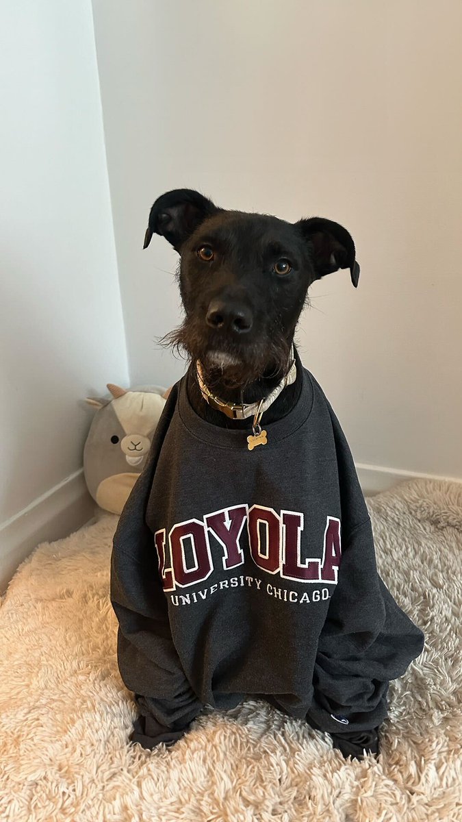 Happy #NationalPetDay! Show off your furry Rambler fans by sending us a DM or tagging @LoyolaChicago in your post for a chance to be featured!