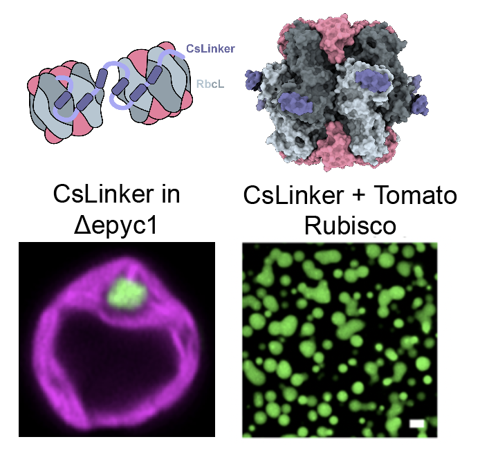 Luke Mackinder (@mackinderlab) on Twitter photo CsLinker: an algal pyrenoid assembly protein that binds the RbcL, complements across 800 My of evolution and phase separates plant Rubisco. Very excited to share this work by <a href="/james_r_barrett/">James Barrett</a>, <a href="/JNB_lab/">Jamie Blaza</a>, <a href="/mjplevin/">Michael Plevin</a>, <a href="/BPSIYork/">Mark Leake</a>, <a href="/McCormick_Lab/">McCormick Lab</a>. <a href="/JonikasLab/">Martin Jonikas</a> doi.org/10.1101/2024.0… CsLinker: an algal pyrenoid assembly protein that binds the RbcL, complements across 800 My of evolution and phase separates plant Rubisco. Very excited to share this work by <a href="/james_r_barrett/">James Barrett</a>, <a href="/JNB_lab/">Jamie Blaza</a>, <a href="/mjplevin/">Michael Plevin</a>, <a href="/BPSIYork/">Mark Leake</a>, <a href="/McCormick_Lab/">McCormick Lab</a>. <a href="/JonikasLab/">Martin Jonikas</a> doi.org/10.1101/2024.0…