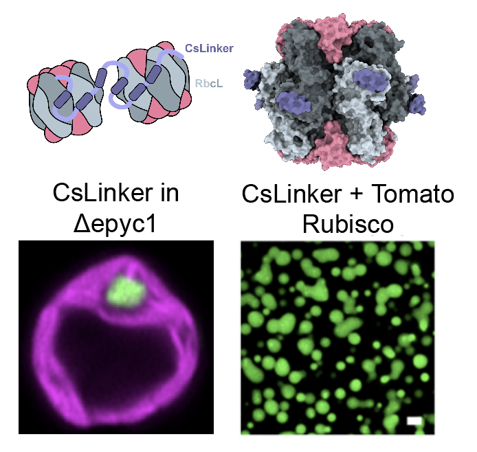 CsLinker: an algal pyrenoid assembly protein that binds the RbcL, complements across 800 My of evolution and phase separates plant Rubisco. Very excited to share this work by @james_r_barrett, @JNB_lab, @mjplevin, @BPSIYork, @McCormick_Lab. @JonikasLab doi.org/10.1101/2024.0…