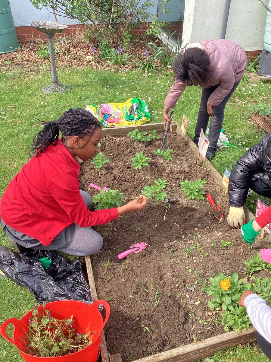 Gardening club was out today in the sunshine, sweeping, litter picking and weeding today. Our potatoes and onions are beginning to grow. Thank you for your help today. ⁦@thrivetrust_CEO⁩ ⁦@RHSSchools⁩ ⁦@EcoSchools⁩ ⁦@HullActiveSch⁩