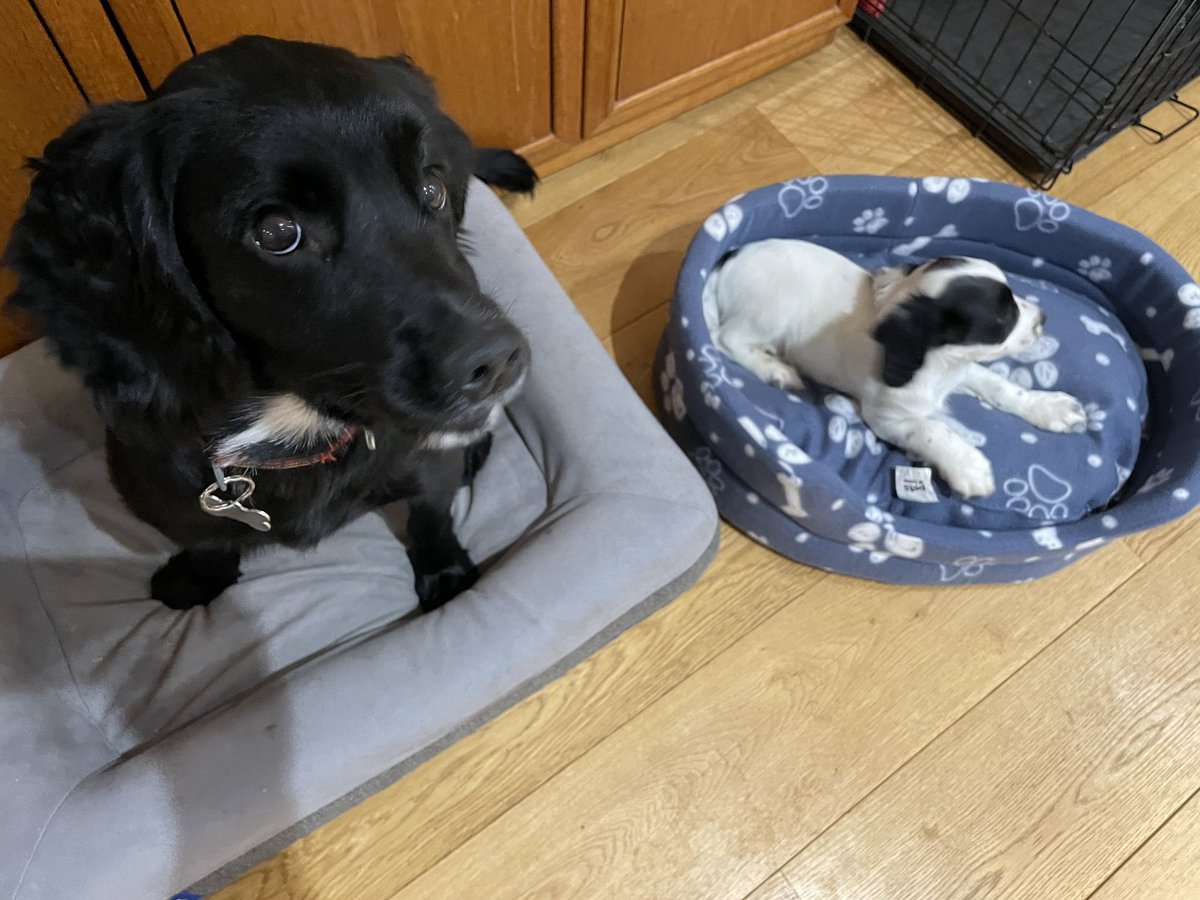 #ThrowbackThursday to Snoopy’s first bed #tbt #dogsoftwitter #DogsofTwittter #dogsofx