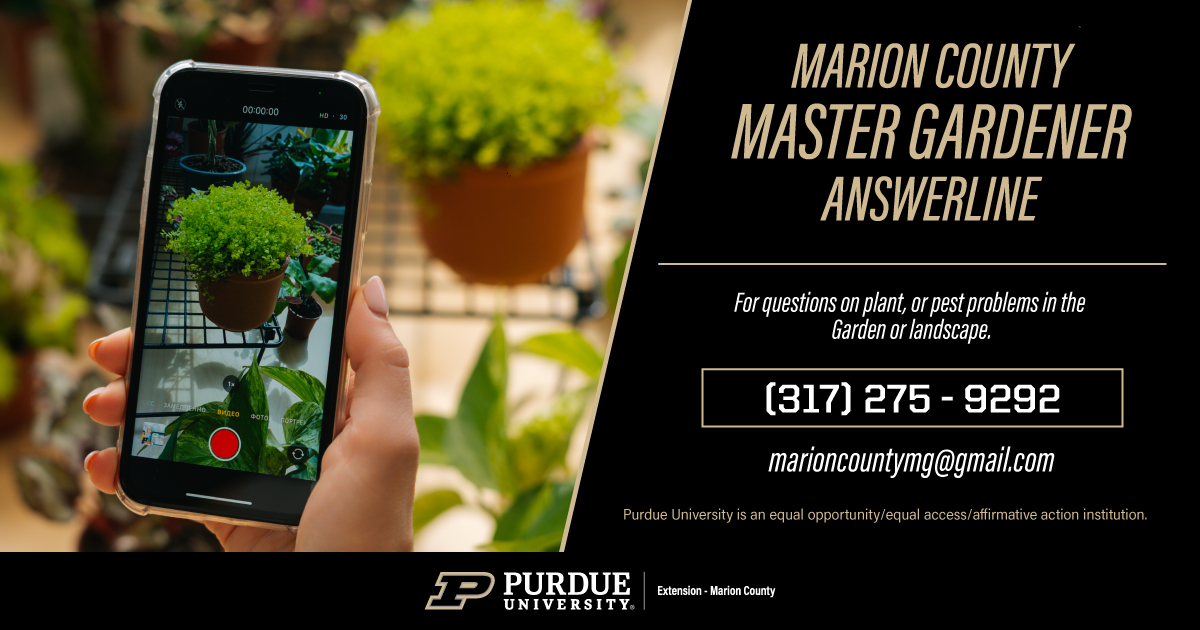 purdueextmarion's tweet image. Do you have a plant or pest problem in the garden or landscape? Do you need a garden plant or weed identified? Do you have a question on gardening? Contact the Purdue Extension Master Gardener AnswerLine in Marion County for answers to lawn &amp;amp; garden questions in central Indiana.