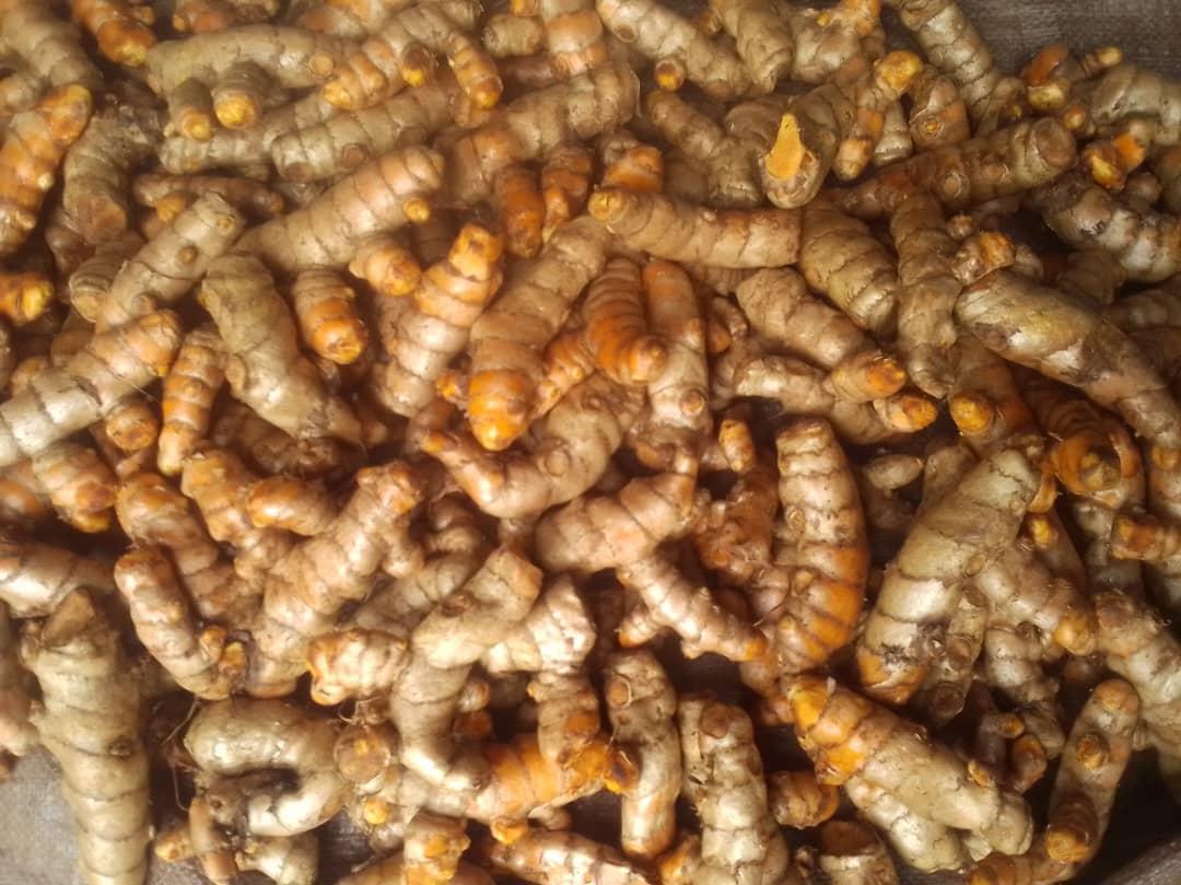 #AgronommeQuiz Is this Turmeric or Ginger??? Drop your answer!!