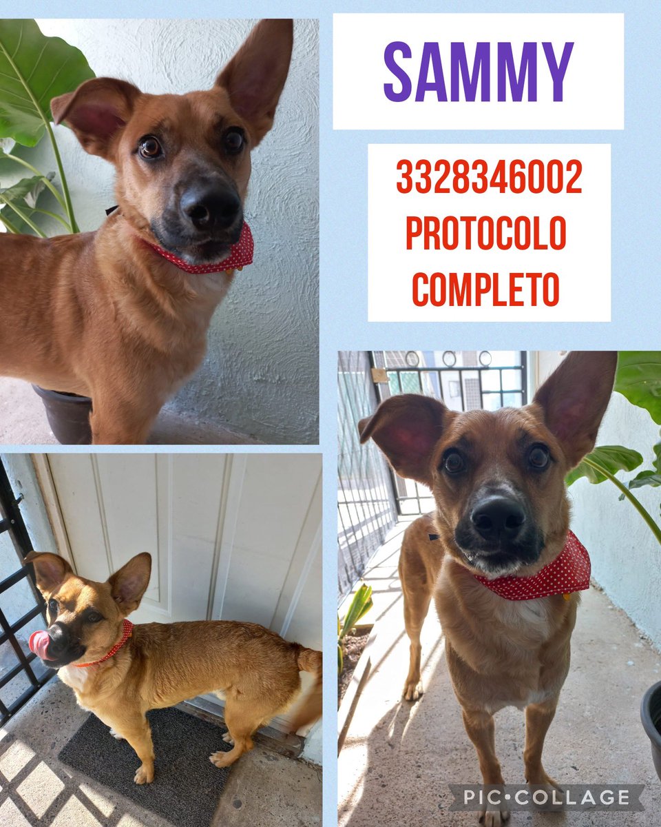 #Adopta a SAMMY 
#Perro, 3 años Aprox, talla mediana. DVE. 
lopezpao1403@gmail.com o 3328346002