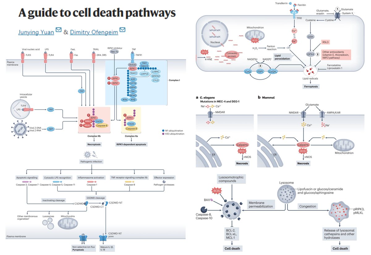 A guide to cell death pathways #Apoptosis #Necroptosis #Pyroptosis Autophagic/Lysosomal cell death #Ferroptosis #Entosis/Cell Cannibalism #Excitotoxicity/Ion disequilibrium Inhibiting/Activating specific modes of death to treat human disease Archived for learning & writing…