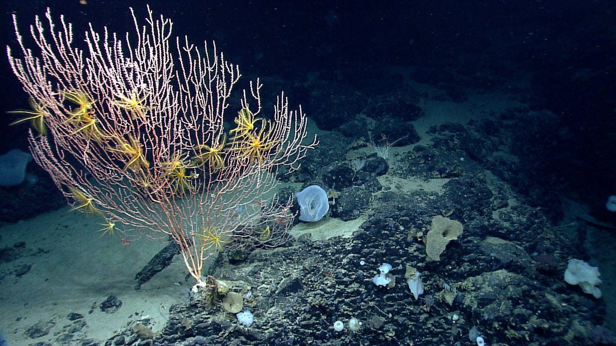 Oceans do the bulk of the work in balancing Earth’s climate. As ocean temperatures rise, as acidity increases, and as marine life faces major disruptions—will deep-sea mining become a distraction from conservation? Via @earthislandjrnl: bit.ly/3Uc3pOG