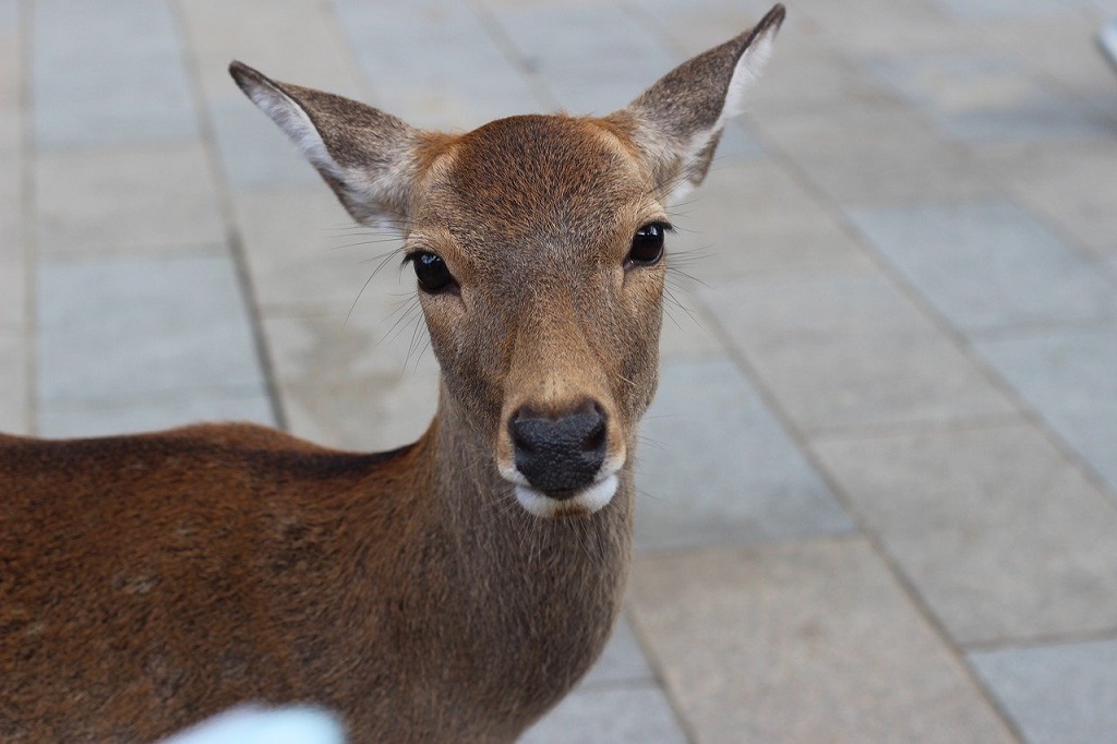 Hand Feeding Deer in Nara Park

Local authorities estimate there are more than 1,200 sika deer in Nara.

therealjapan.com/hand-feeding-d…

#TheRealJapan #Japantravel #Japantrip #Japan #Japanese #Japanguide #Travel #Japaneseculture #japanesestyle #Japanlife #deer #shika #Nara #park