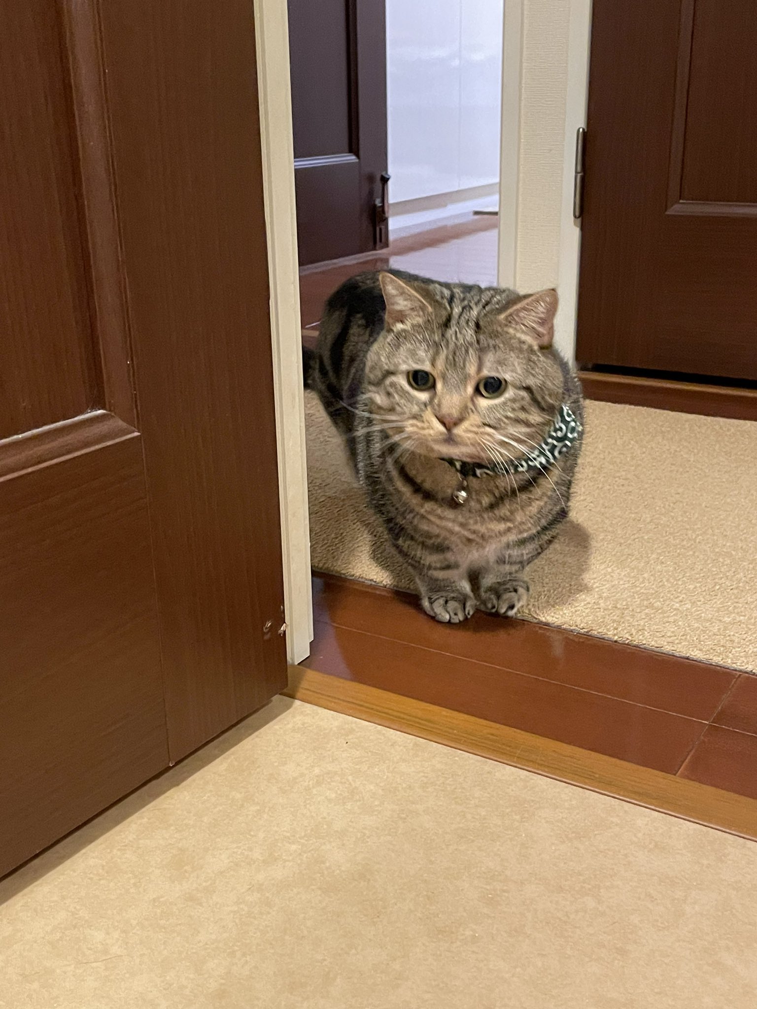 ねこまんま かにかまぼこ入 国産 40g 12袋 はごろもフーズ