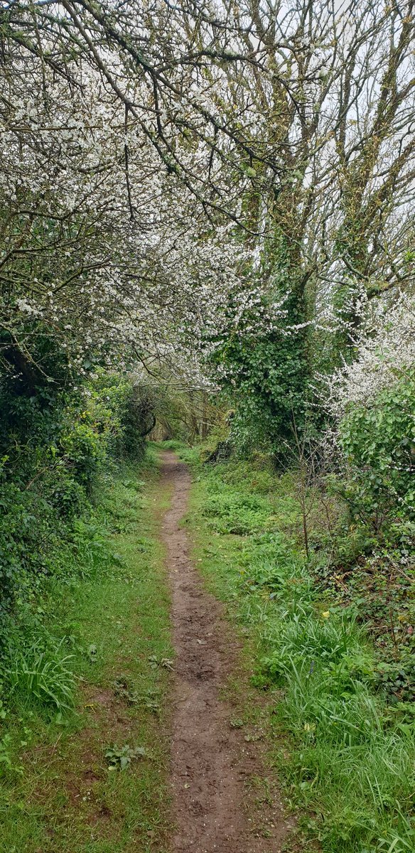 The first time this year I've walked through a tunnel of blackthorn & it's been warm & still enough to smell its rich honey scent in the air. Glorious. On the Cornish coastpath.