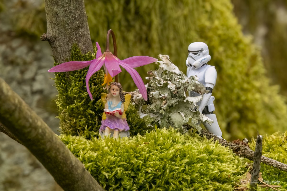 jcollis01's tweet image. Just sprinkle a little fairy dust in the forest and watch the magic happen.
#miniatures #fairy #funphotography #spring #springflowers #vancouverisland #rainforest