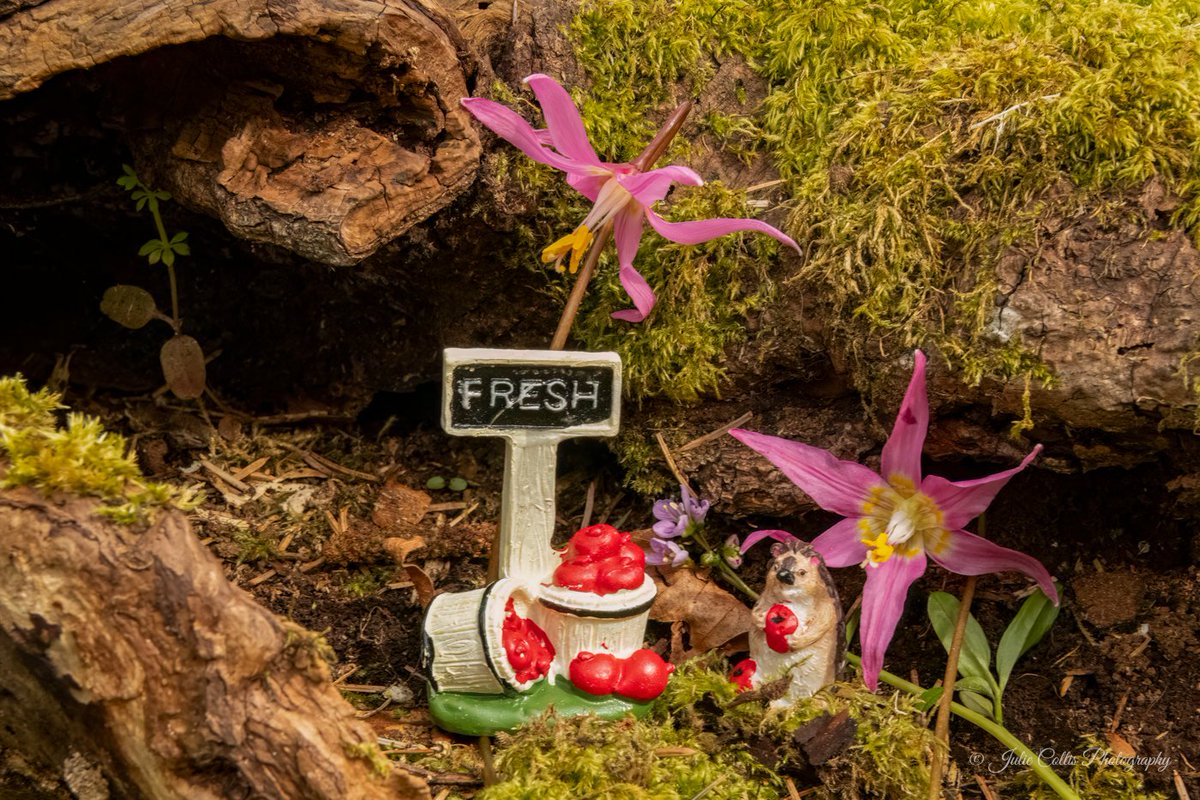 jcollis01's tweet image. Just sprinkle a little fairy dust in the forest and watch the magic happen.
#miniatures #fairy #funphotography #spring #springflowers #vancouverisland #rainforest