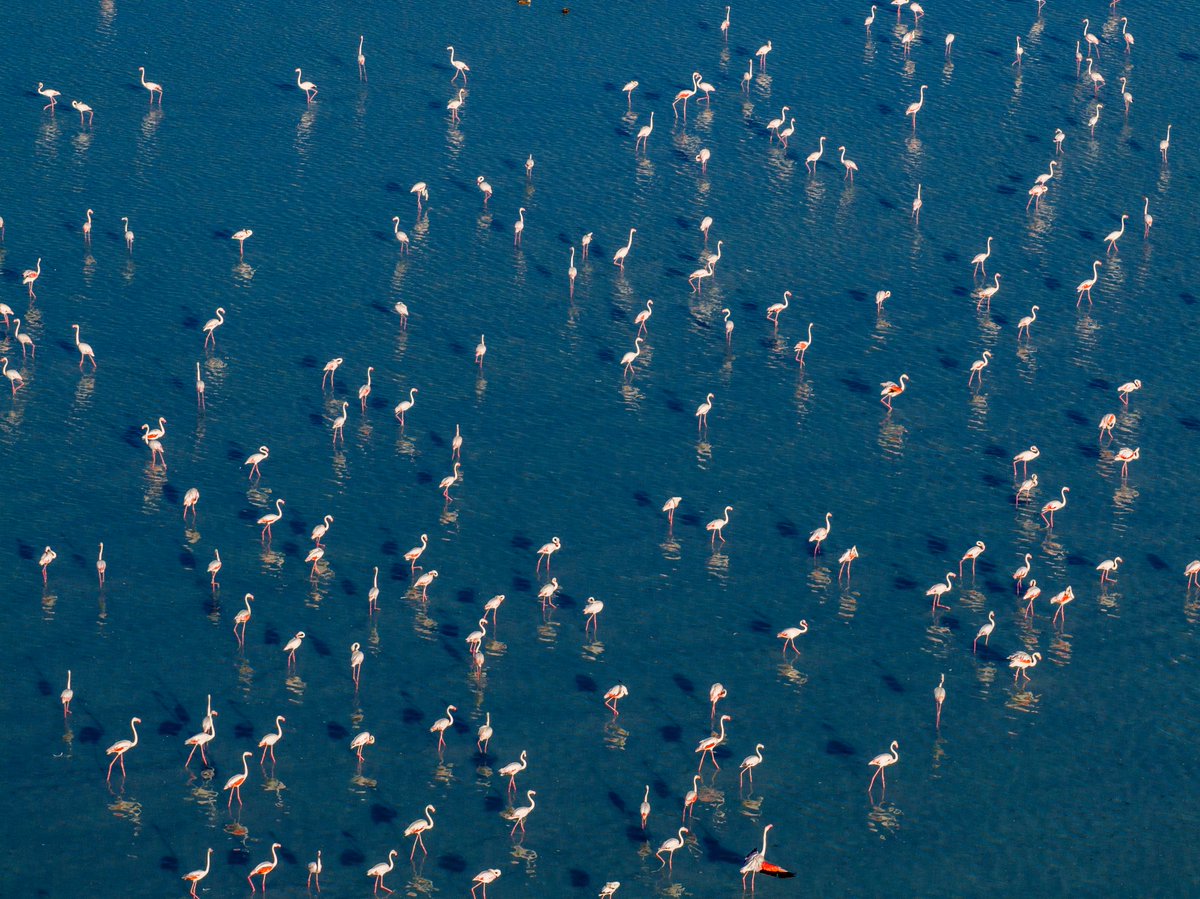 New desktop background ✅🦩

#DidYouKnow greater flamingos live and feed in groups called flocks or colonies. They find safety in numbers, which helps to protect individual birds from predators while their heads are down in the mud!

📸: Temizyurek

#flamingo #wildlifephotography