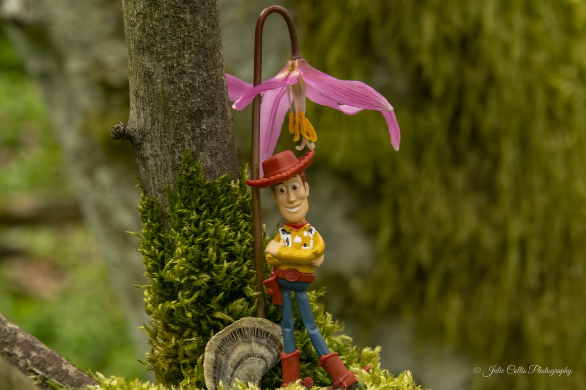 jcollis01's tweet image. Just sprinkle a little fairy dust in the forest and watch the magic happen.
#miniatures #fairy #funphotography #spring #springflowers #vancouverisland #rainforest