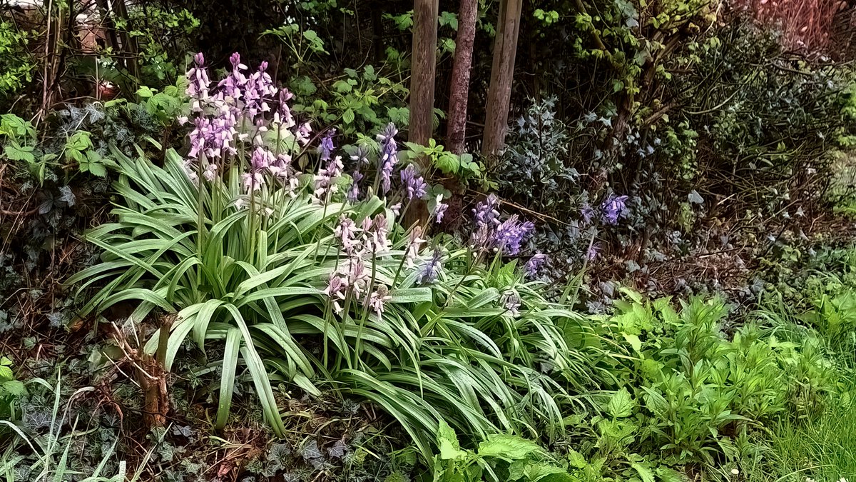 squaresteps's tweet image. "Scene" on my daily walk - A four-picture mini blog of things I saw over about 4 miles.
Garden escaped blue (pink?) bells at the roadside.
People have garden gnomes but this a bit different.
Wet moss sporecases on top of a wall.
Wild garlic alongside the stream.
More tomorrow...