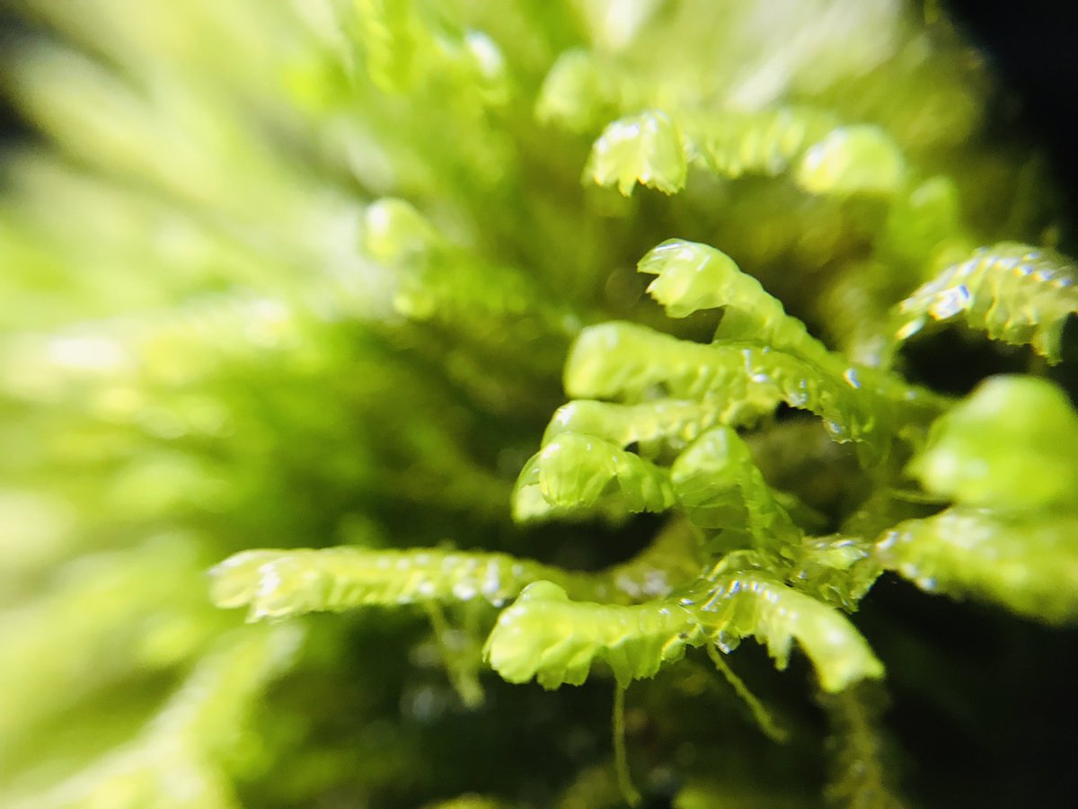 Lichens, bryophytes and ferns of Irish rainforests. 1) Vibrant green Lobaria (Ricasolia) virens, with profuse red fruiting bodies; 2) huge banks of Filmy Fern; 3) the liverwort Bazzania trilobata. All from Glengarriff (thanks @IrishRainforest for recommendation!)