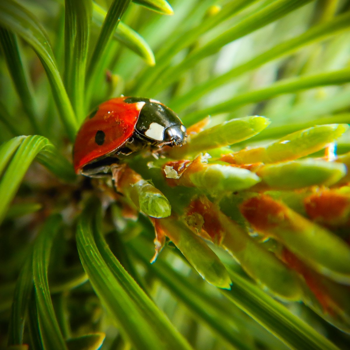 〰️🐞〰️
#Marienkäfer #ladybug #fotografia #fotografie #photography #photoart #tierfotografie #animalphotography #naturfotografie #naturephotography #closeup #makro #macro #macro_photography #macro_ladybug #beautyofnature #insectphotography #insektenfotografie #goodluck