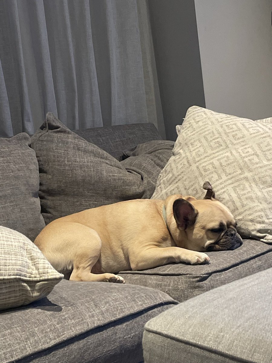 Emily4Hoboken's tweet photo. Happy National Pet Day to my Bob! 🐶 There is no other pup I would rather share my couch with! 🐶 #Hoboken #HobokenDogs #nationalpetday https://t.co/o2IRqRredT