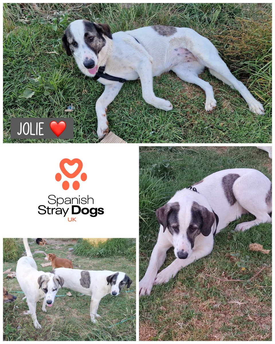 PITT & JOLIE 🧡 Arrived + sister Jolie. Belonged to man who doesn’t take good care of dogs, leaves them to fend for themselves, regularly look for company, end up on streets. Very sociable. Adoptions@spanishstraydogs.org.uk spanishstraydogs.org.uk/dog/pitt/ #forgottensoulshour