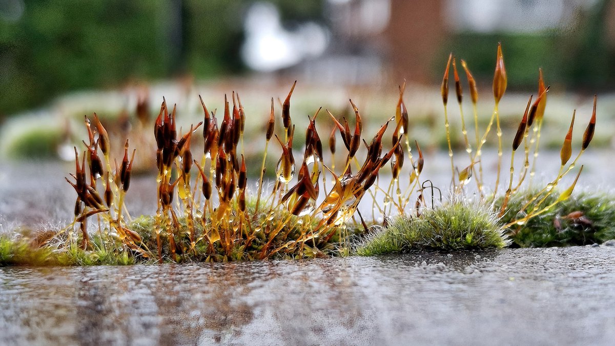 squaresteps's tweet image. "Scene" on my daily walk - A four-picture mini blog of things I saw over about 4 miles.
Garden escaped blue (pink?) bells at the roadside.
People have garden gnomes but this a bit different.
Wet moss sporecases on top of a wall.
Wild garlic alongside the stream.
More tomorrow...