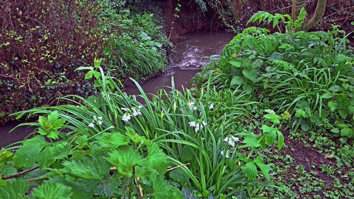 squaresteps's tweet image. "Scene" on my daily walk - A four-picture mini blog of things I saw over about 4 miles.
Garden escaped blue (pink?) bells at the roadside.
People have garden gnomes but this a bit different.
Wet moss sporecases on top of a wall.
Wild garlic alongside the stream.
More tomorrow...