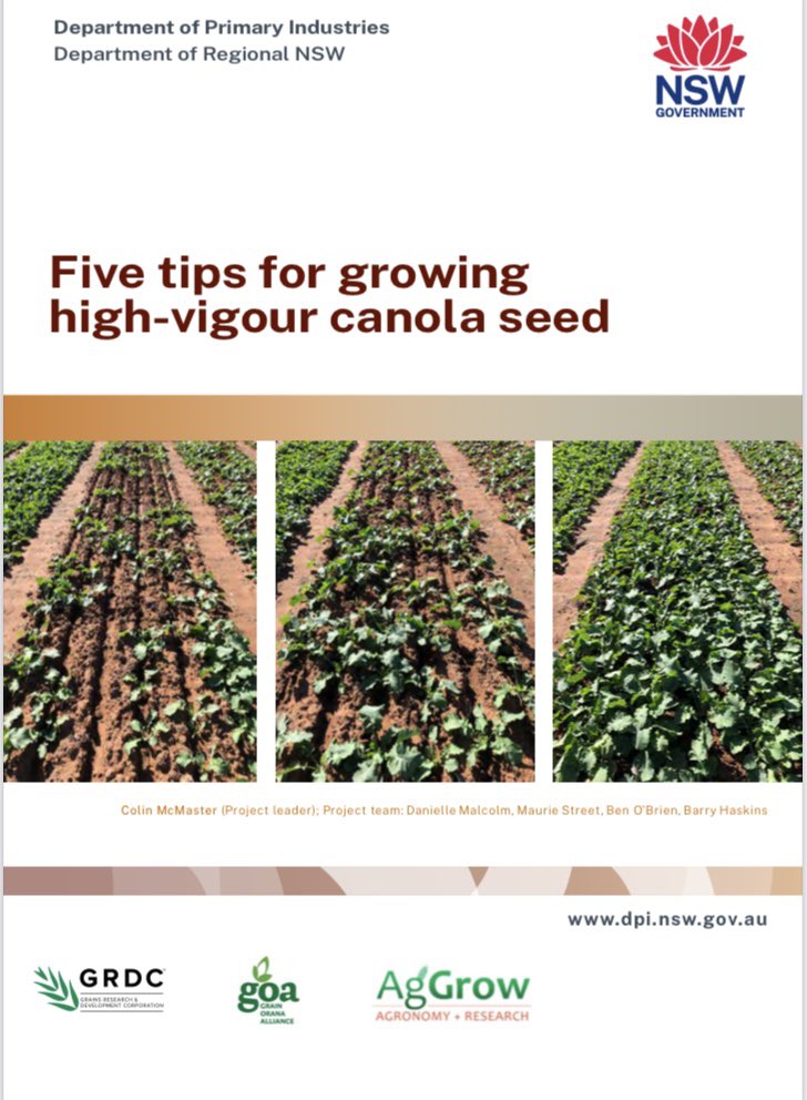 Do you a grow and retain your own canola seed? Here’s the latest publication which outlines the five key tips to grow high vigour canola seed (link below). Learnt lots from this project, & a massive thanks to @theGRDC and the project team @agrobaz @GrainOrana @NSWDPI_AGRONOMY