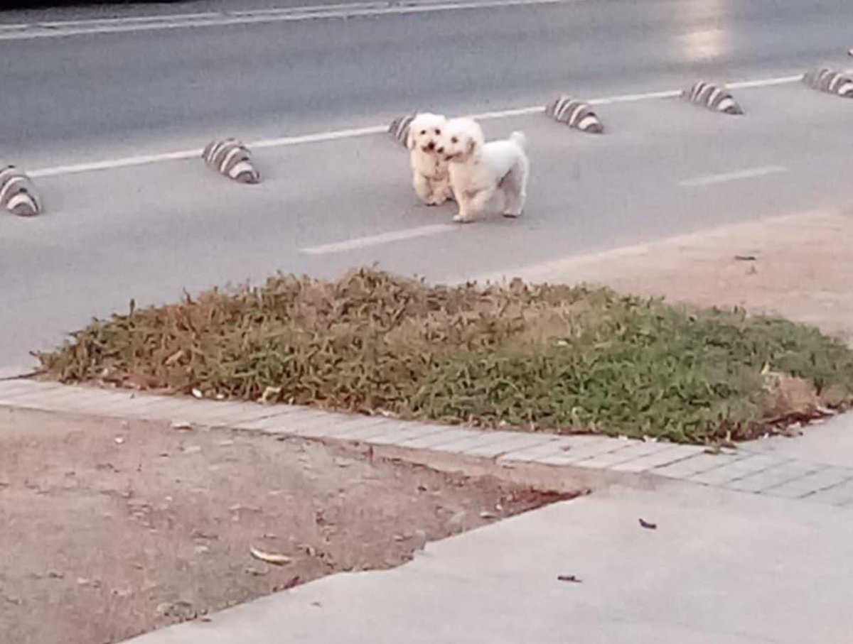 Difundo: perdidos dos poodle en #maipu si los ve retener y llamar al número de contacto rt