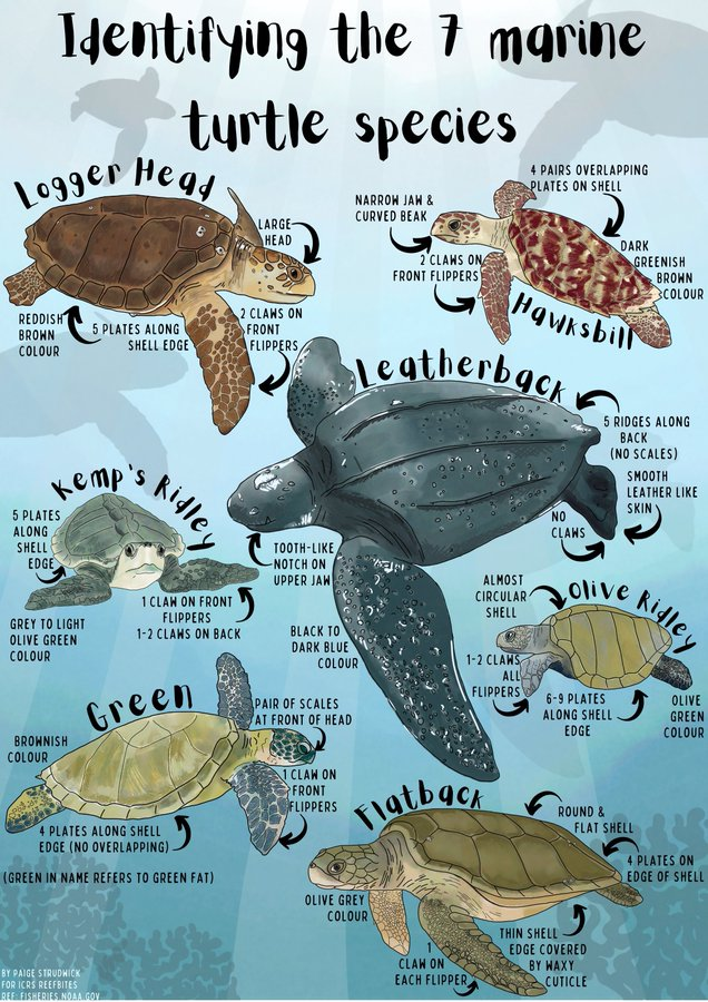 Discover how to distinguish between the 7 marine turtle species! 🐢 Dive into @PaigeStrudwick's infographic to learn more! 🌊 #TurtleSpecies #marinelife @ICRSreefstudent @ICRSCoralReefs