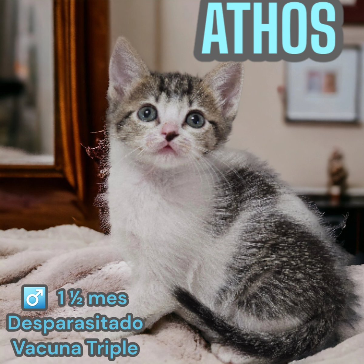 Estos dos mosqueteros y una escritora buscan #ADOPCIÓNRESPONSABLE en #CDMX Alocados, curiosos, ronroneadores, amorosos y tragones. Juntos o separados, buscan a su esclavo. Tienen un corazón enorme para darte mucho amor, a cambio, claro, de mucho amor, cuidados y sana…