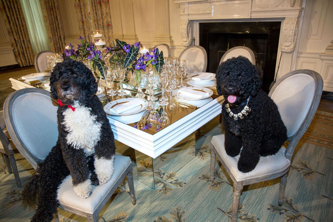 My hot take of the day is that we do not talk about how silly, fluffy, and iconic the Obama dogs were enough. Like how is this a real photo.