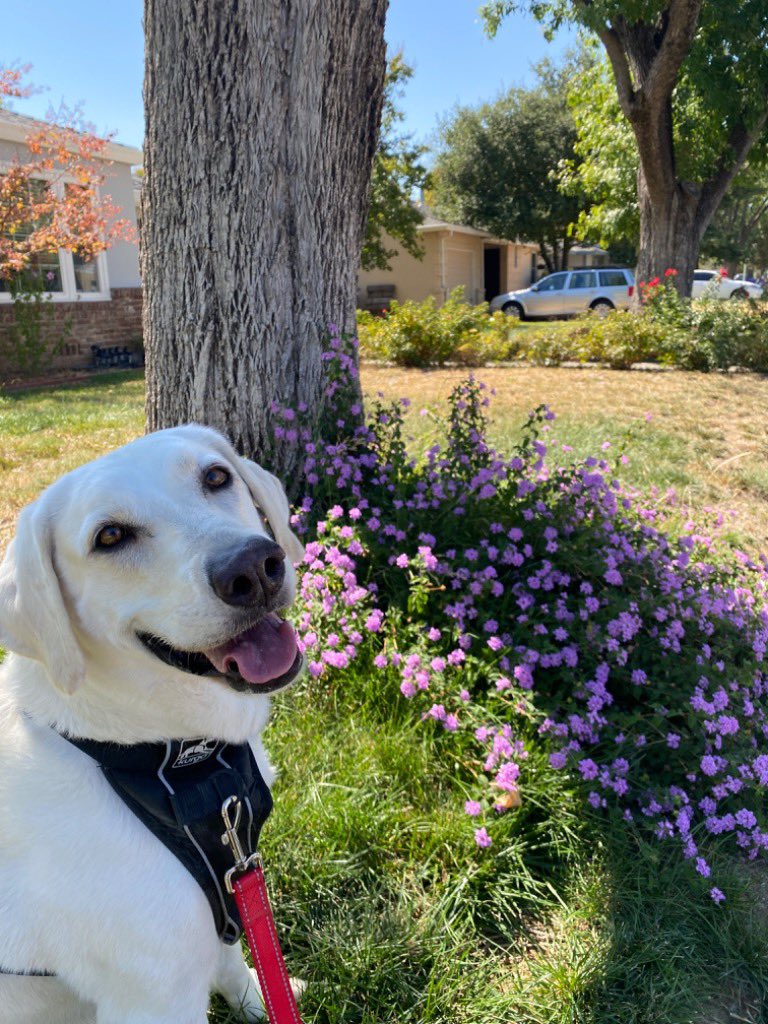 krod282002's tweet photo. Happy #NationalPetDay to my baby - The Kona! ❤️ her to bits. #hollywoodpark https://t.co/AdhGAorKOb