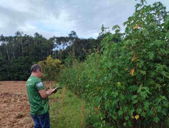 Asbraer_oficial's tweet image. 🥀 IDAM-AM retoma atividades em Unidade Demonstrativa de produção de sementes de malva em Manacapuru: asbraer.org.br/noticia.html?i…
#SementedeMalva #Malva
