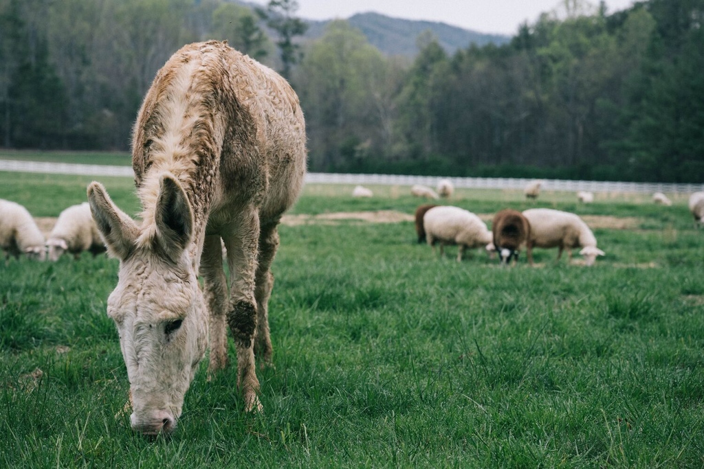 blackberryfarm tweet picture