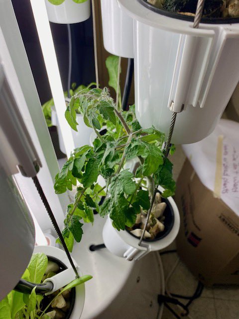 April showers aren’t always necessary to grow beautiful herbs and veggies! Ms Ranellucci’s Grade 7 Science class is using hydroponics and check out the progress so far 🌱 #pchs #pfdscomm #pcpride #lbpsb